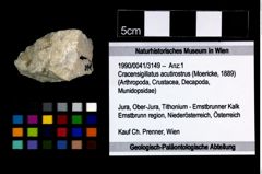 Foto (Objekt + Etikett) von Cracensigillatus acutirostrus (Moericke, 1889)  (NHMW-GEO-1990-0041-3149)